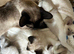 Traditional siamese 1 girl left