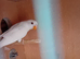 Young lovebird with dna papers