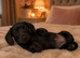 Pure black mini dachshund boy