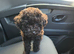 Asian Toy Poodle GIRLS