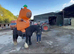 13.3 Childs pony/ ride and drive
