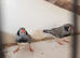 Zebra finches