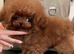 Korean teacup toy poodle stud