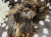 4 Boars available