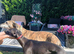 whippet / greyhound whippet saluki