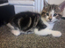 9 week old kittens for sale - friendly