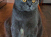 BRITISH SHORTHAIR X KITTENS FOR SALE
