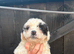 Beautiful Cockapoo Puppies – 1 Boy & 5 Girls – Ready for Loving Homes – £800