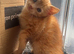 4 Gorgeous Ginger Kittens