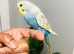 Beautiful colour&rsquo;s Baby Budgies for sale.