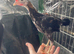 Modern game bantam cockerels
