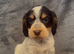 Half Show Half Working Cocker Spaniel Puppies