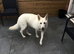 White German Shepherd 11 month old