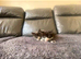 Cat Kittens