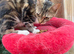 FEMALE KITTEN NEEDS LOVING HOME