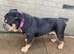 Super sweet English bulldog boy in need of a home