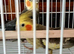 2 male cockateil for sale.