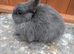Solid blue  netherland dwarfs Baby boys