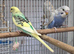 Violet/ pied baby budgies