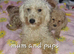 Beautiful cavapoochon puppy - Ready to leave