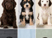 Beautiful F2 Cockapoo Puppies For Sale Cockapoo