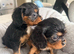 Beautiful Cavalier King Charles puppies