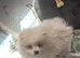 HANDSOME WHITE KLEIN SPITZ DOG PUPPY
