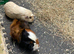 2 pairs of Guinea Pigs