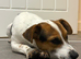 1 year old jack russel