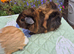 Beautiful Baby Guinea Pig Sows