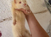 Albino semi angora Jill