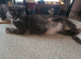 Kittens for sale half mainecoon