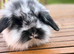 4 mini lion lop rabbits
