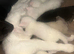 White female kitten