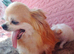 Stunning red and white chihuahua