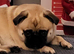 Pug x Tibetan Spaniel for sale