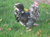 Hatching Eggs from Hybrid Bantams ( Araucana x Pekin ) green egg layers