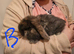 Lion lop boy