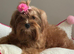 Beautiful maltipoo girl