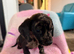 Dachshund X Jack puppies.