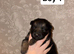 German shepherd pups for sale