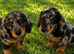 Stunning dachshund puppies