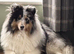 Shetland sheepdog cross Shih Tzu puppies