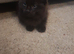 Black female kitten