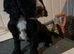 F1 Sprocker pups