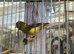 Timbrado Canary for sale