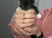 Kitten