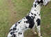 ** STUD ** KC reg Harlequin Great Dane 2 yr