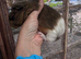 Baby Guinea pigs