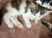 Beautiful kittens 8 weeks